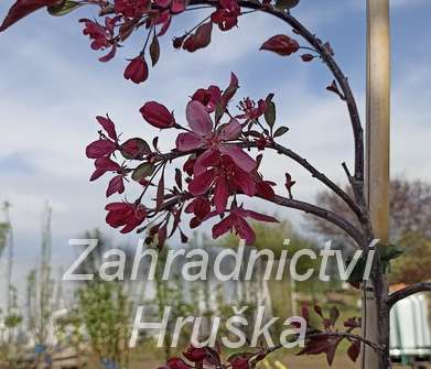 jabloň - Malus 'Royal Beauty'