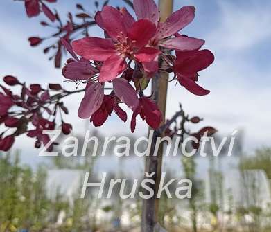jabloň - Malus 'Royal Beauty'
