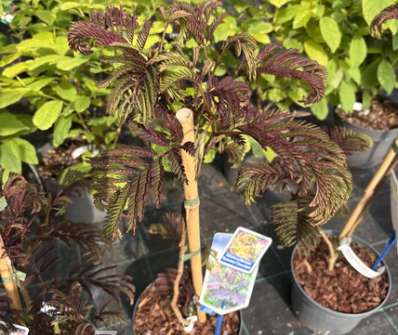 albízie - Albizia julibrissin 'Summer Chocolate'