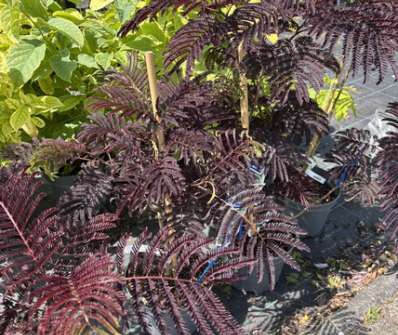 albízie - Albizia julibrissin 'Summer Chocolate'