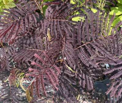 albízie - Albizia julibrissin 'Summer Chocolate'