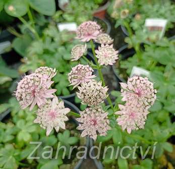 Astrantia major Star of Fire