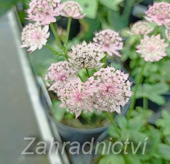 Astrantia major Star of Fire