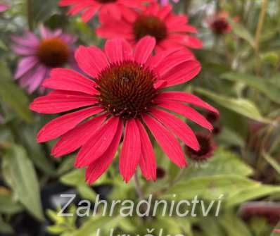 Echinacea Prima Ruby