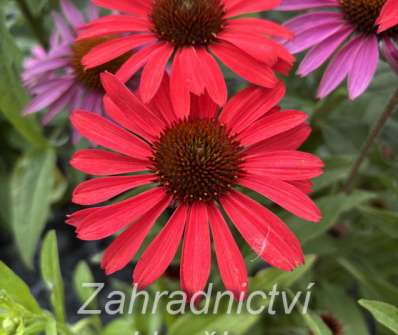 Echinacea Prima Ruby