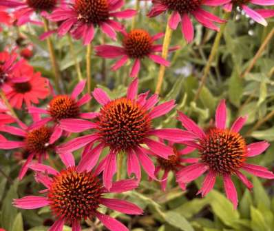Echinacea Prima Spider