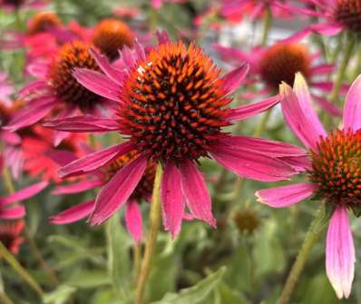 Echinacea Prima Spider