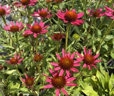Echinacea Prima Spider