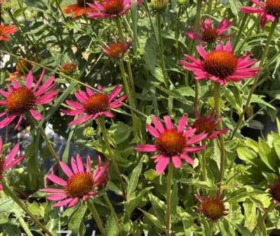 Echinacea Prima Spider