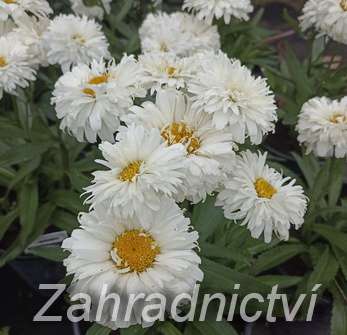 Leucanthemum superbum Macaroon