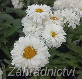Leucanthemum superbum Macaroon