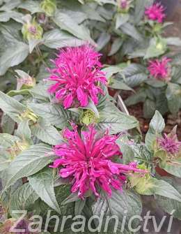 Monarda didyma Balmy Purple Red