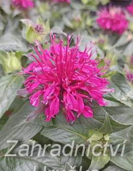 Monarda didyma Balmy Purple Red