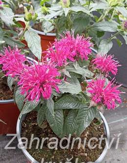 Monarda didyma Balmy Purple Red