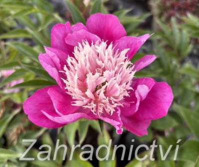 Paeonia lactiflora White Cap