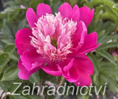 Paeonia lactiflora White Cap