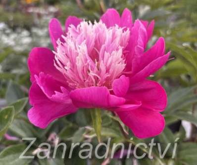 Paeonia lactiflora White Cap