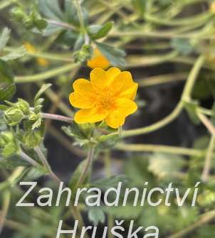 Potentilla crantzii