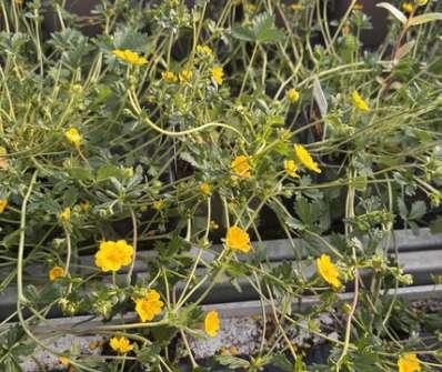 Potentilla crantzii