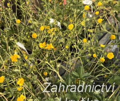 Potentilla crantzii