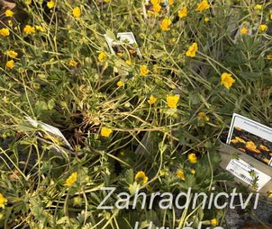 Potentilla crantzii