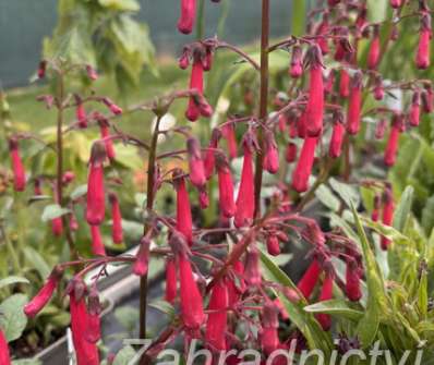 Phygelius aequalis Cherry Ripe