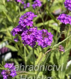 Verbena rigida Dazzling Night