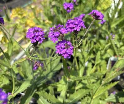 Verbena rigida Dazzling Night