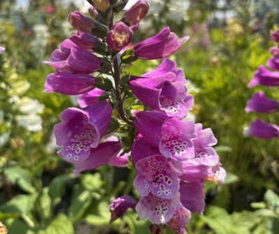 Digitalis purpurea Dottie Purple