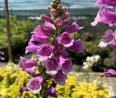 Digitalis purpurea Dottie Purple
