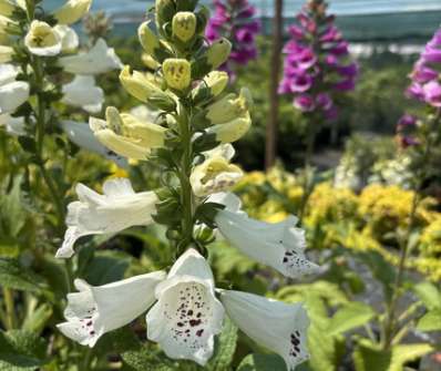 Digitalis purpurea Dottie White