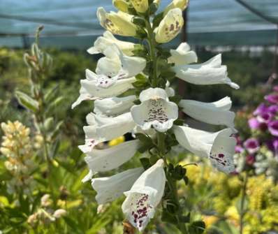 Digitalis purpurea Dottie White
