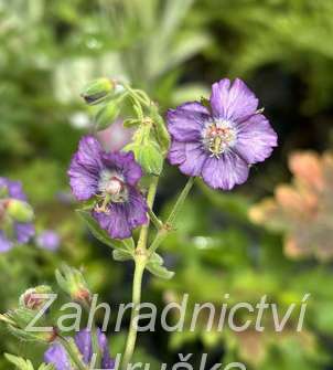 Geranium phaeum Censation Kora