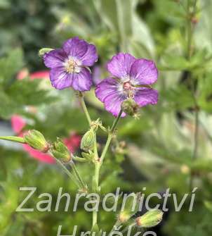 Geranium phaeum Censation Kora
