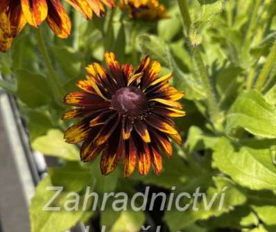 Rudbeckia hirta Denver Daisy