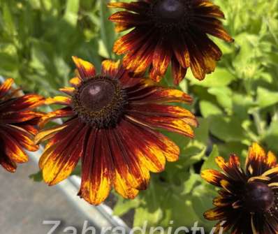 Rudbeckia hirta Denver Daisy