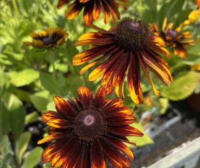 Rudbeckia hirta Denver Daisy