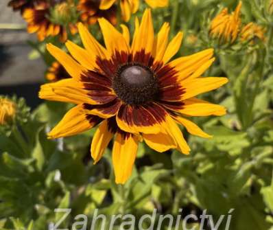 Rudbeckia hirta Denver Daisy