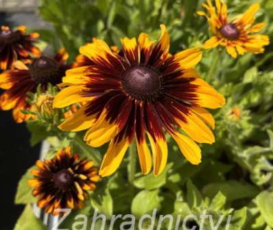 Rudbeckia hirta Denver Daisy