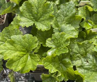 Tellima grandiflora
