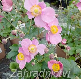 Anemone Summer Breeze Picotee