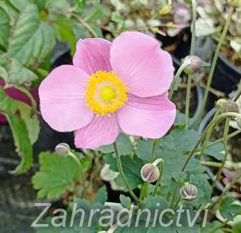 Anemone Summer Breeze Picotee