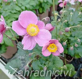 Anemone Summer Breeze Picotee