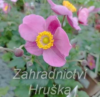 Anemone Summer Breeze Picotee