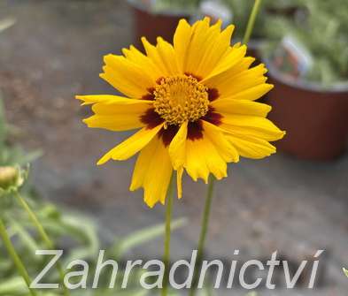 Coreopsis grandiflora Sonnenkind