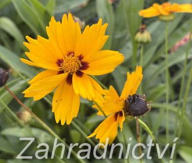Coreopsis grandiflora Sonnenkind
