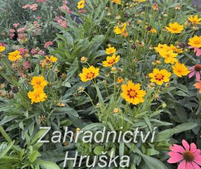 Coreopsis grandiflora Sonnenkind