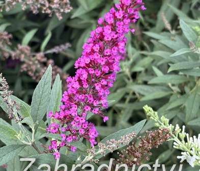 komule - Buddleja davidii 'Butterfly Tower'