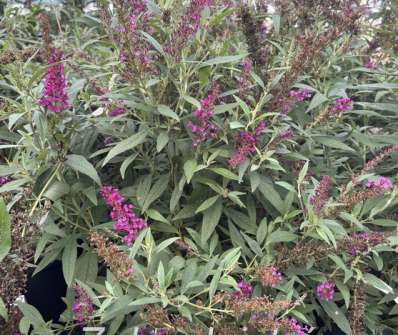 komule - Buddleja davidii 'Butterfly Tower'