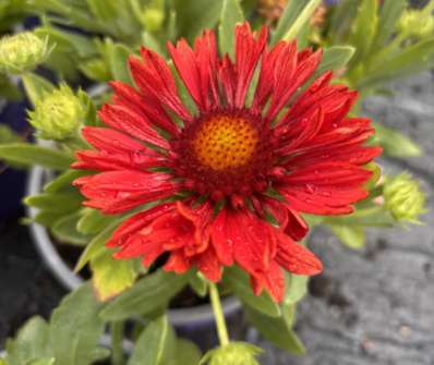 Gaillardia aristata Spin Top Mariachi